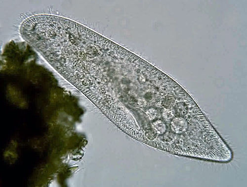 Paramecium caudatum